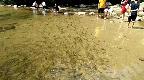 School Of Fish At Sungai Chiling Fish Sanctuary YouTube