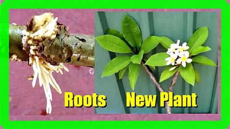 How To Grow Frangipani In Water Plumerias Cutting Propagation In Water