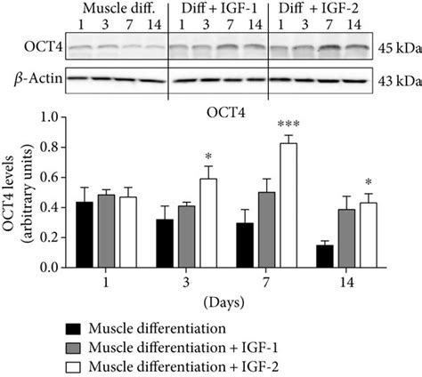 Igf 1 And Igf 2 Supplementation Differently Affected Levels Of Download Scientific Diagram