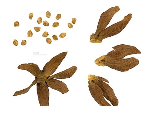 Malibayo / Berrya cordifolia / Tricomalee tree / Alternative Medicine