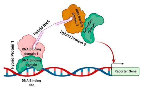 Compendium Of Methods To Uncover Rna Protein Interactions In Vivo