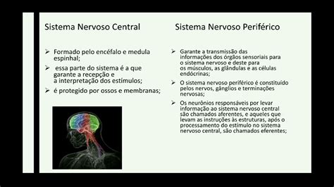 Interação entre os Sistemas Locomotor e Nervoso YouTube