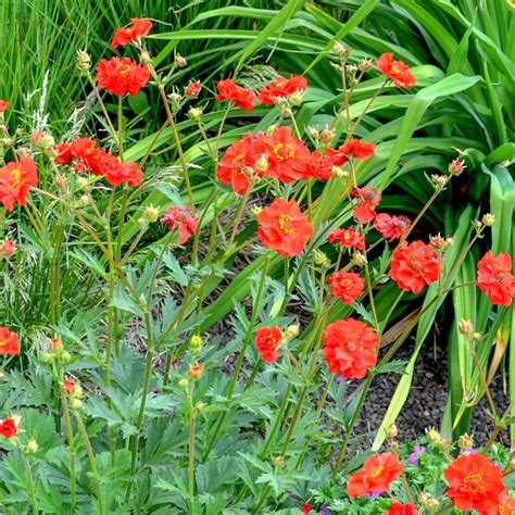 Geum Mrs Bradshaw Seeds Stocks And Green