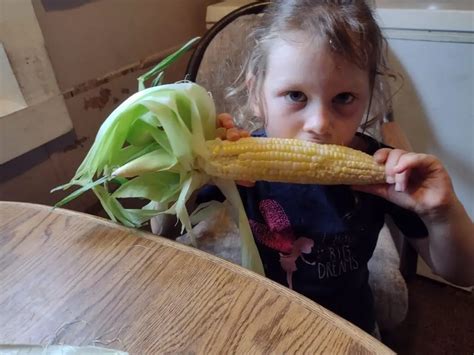 Field Corn vs Sweet Corn – Northern Homesteading