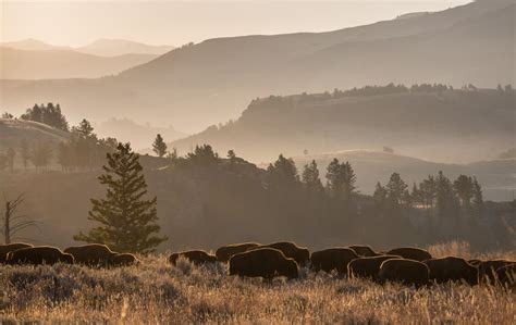 Yellowstone National Park Best Time To Visit With Expert Tips