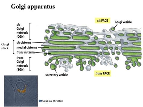 Lecture 25 Intracellular Compartments And Protein Transport Ii Flashcards Quizlet