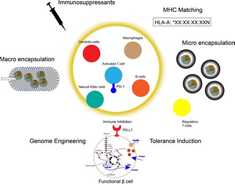 Frontiers Immune Protection Of Stem Cell Derived Islet Cell Therapy