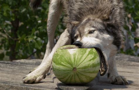 Wolf Eating A Watermelon Creates A Stir On The Net Gallery Ebaums