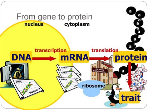 Ppt Chapter 17~ From Gene To Protein Powerpoint Presentation Free Download Id548071