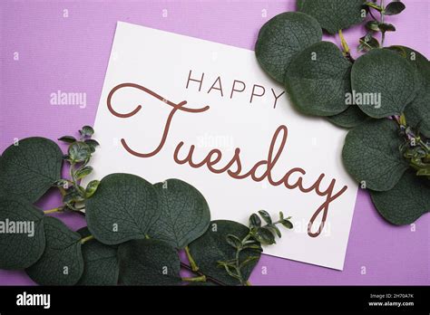 Happy tuesday text decoration with eucalyptus leaves on purple ...