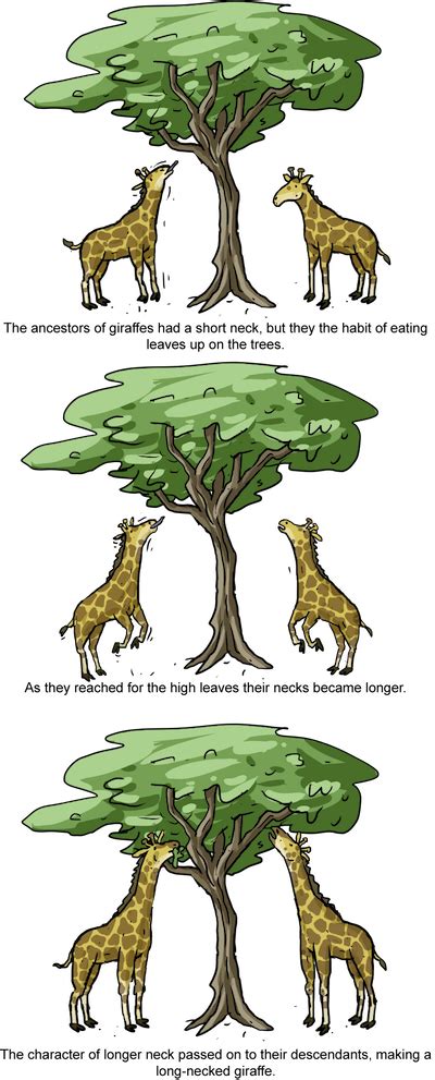 Biology Macroevolution - Shmoop Biology