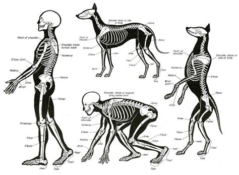 Comparative Anatomy Definition Human And Animal Anatomy Of Human Body