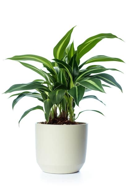 Premium Photo A Plant In A White Pot With Green Leaves