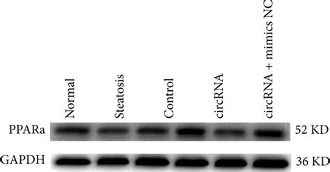 Circrna Normalization Abolishes The Mir A Induced Inhibition