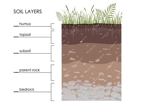 Premium Vector Soil Layers Diagram Scheme With Grass Roots Stones