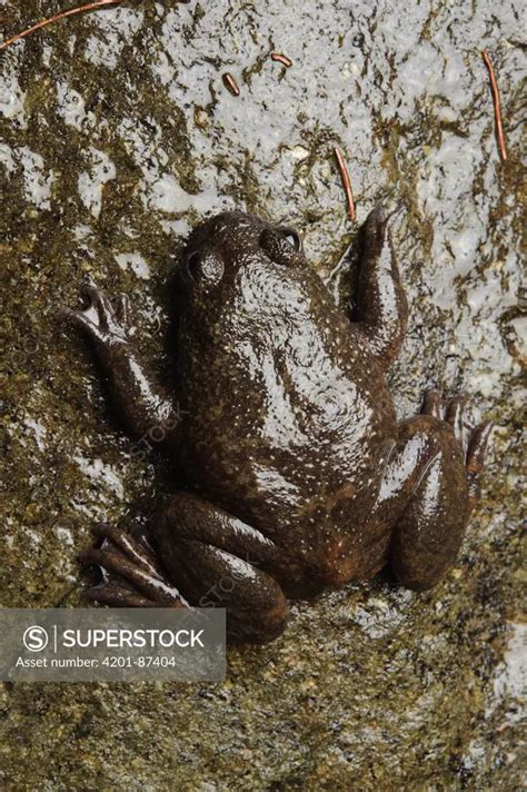 Philippine Flat-headed Frog (Barbourula busuangensis) camouflaged on ...