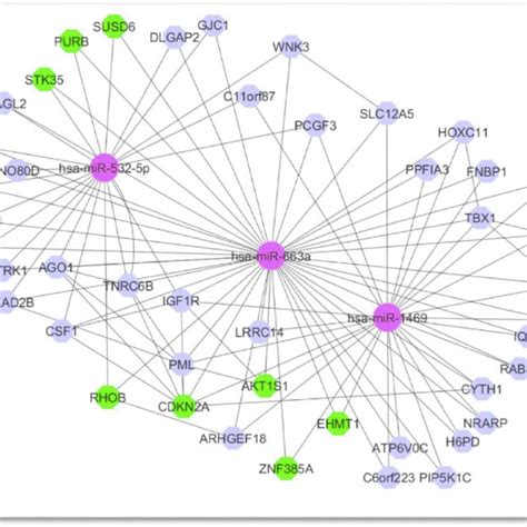 The Interaction Network Of Up Regulated High Ranked MiRNAs The Genes