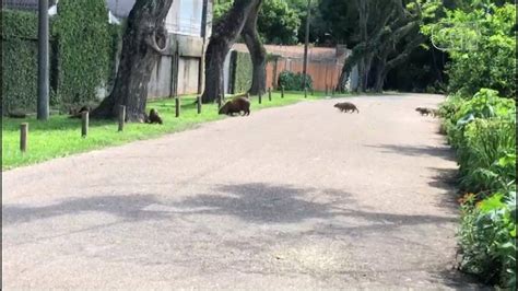 Capivaras Adultas E Filhotes Param O Tr Nsito Em Curitiba V Deo