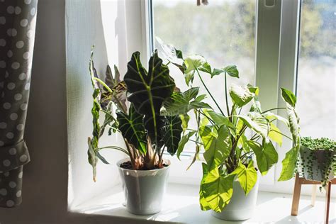 Feng Shui Estas Son Las 5 Plantas Que No Deberías Tener En Tu Casa