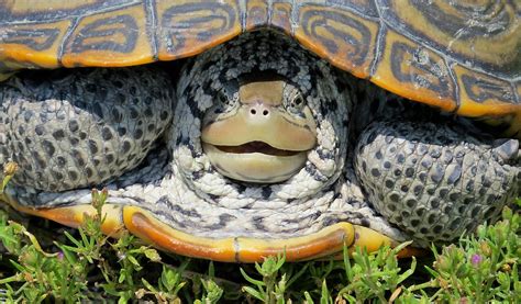 A Smiling Turtle Oceanside Ny June 11 2013 Jay Koolpix Flickr