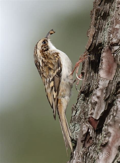 Uk Birds Nuthatch Treecreeper And Woodpeckers Wildlife Photography