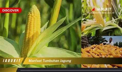 Temukan Manfaat Tumbuhan Jagung Yang Bikin Kamu Penasaran