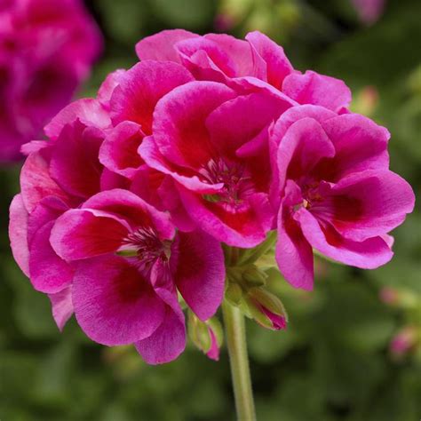 Pelargonium Calliope® Large Lavender Mega Splash Interspecific