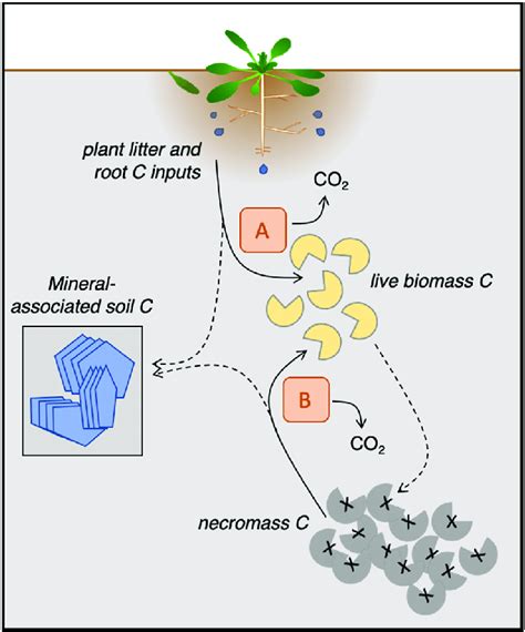 The Path Of Plant Carbon Inputs To Stable Soil Carbon Microbial