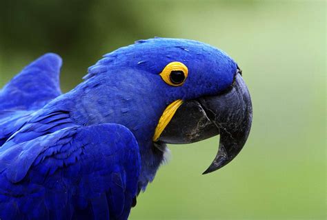 8 Most Intelligent Pet Parrot Species