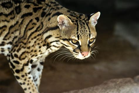 Facts About Ocelots | Live Science