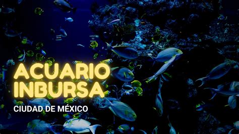 Visita Acuario Inbursa 2024 Horarios Precios y Guía de Llegada