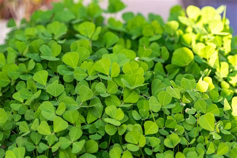 Leaves Fenugreek Fresh - Free photo on Pixabay - Pixabay