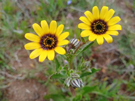 Wildflower Reserves Tienie Versfeld Darling Wildflower Society