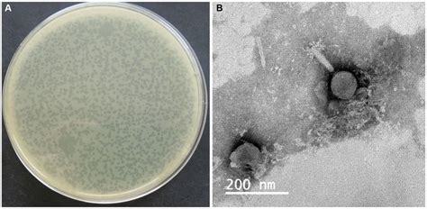 Frontiers Isolation And Characterization Of Phage Istp For Bio