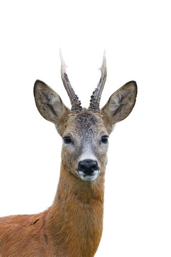 Roe Deer Buck Portrait Stock Photo Download Image Now Roe Deer