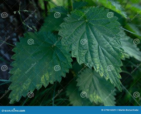 Bush Of Stinging Common Nettles Isolated On White Background Top View