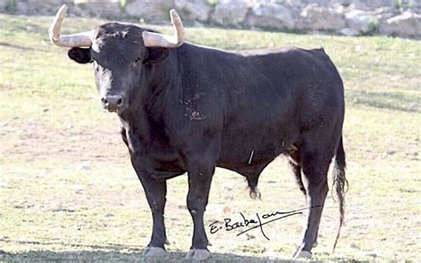 Los Impresionantes Toros De La Corrida Concurso De Ganader As En Vic