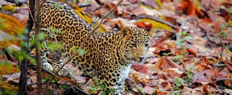 Wildlife Tour Of Madhya Pradesh Jungle Safari In Kanha Bandhavgarh