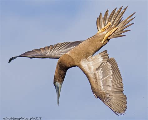 Caribbean Birds Caribbean Birding Trail