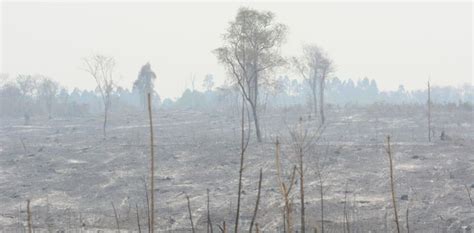 Incendios forestales el fuego ya devastó más de 11 mil hectáreas en