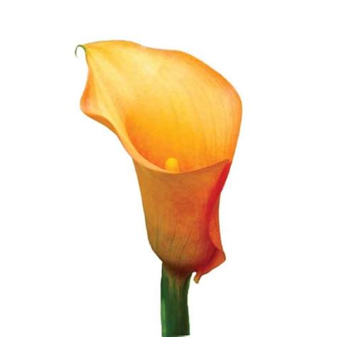 Mini Calla Mango Solefarms