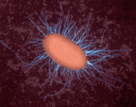 E Coli With Fimbriae Photograph By Dennis Kunkel Microscopyscience Photo Library Fine Art