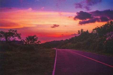 Sunset Purple Tree Photography