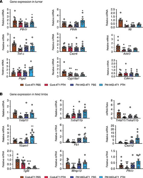 Target Gene Expression In Primary Tumors And Bone Of Mice Injected With