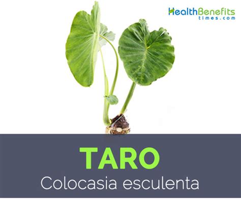 Taro Facts And Health Benefits