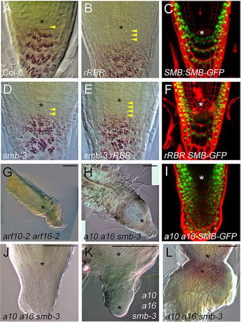 Parallel Pathways Control Stem Cell Differentiation In The Root Cap