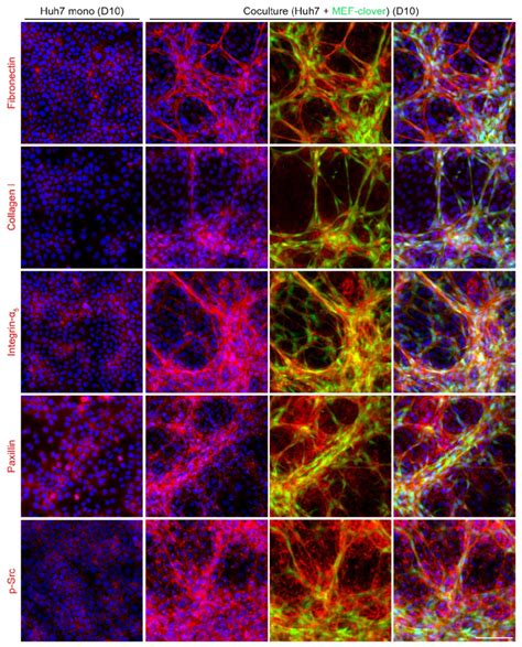 Fig S Ecm Proteins Integrins And Their Downstream Molecules Were