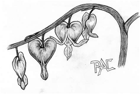 Bleeding Heart Drawing At Paintingvalley Explore Collection Of