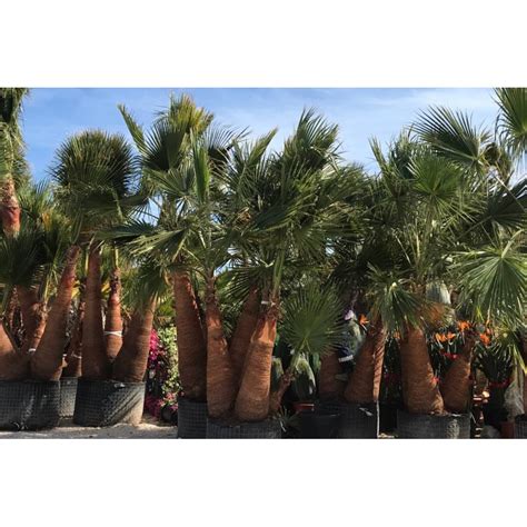 Washingtonia Robusta 53 OFF Oceanproperty Co Th