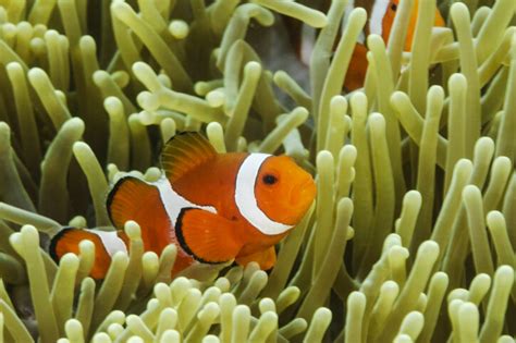 Poisson Clown Du Pacifique Amphiprion Percula Fiche Poissons